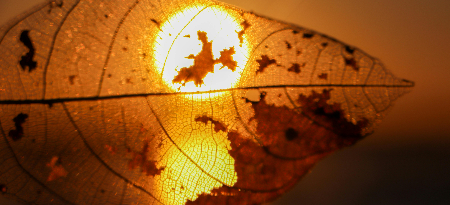 Luce calda tra gli alberi — metafora di eventi traumatici, crisi e transizioni