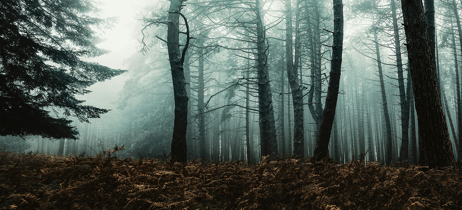 Foresta nebbiosa — metafora della sfera emotiva e dei disturbi dell'umore