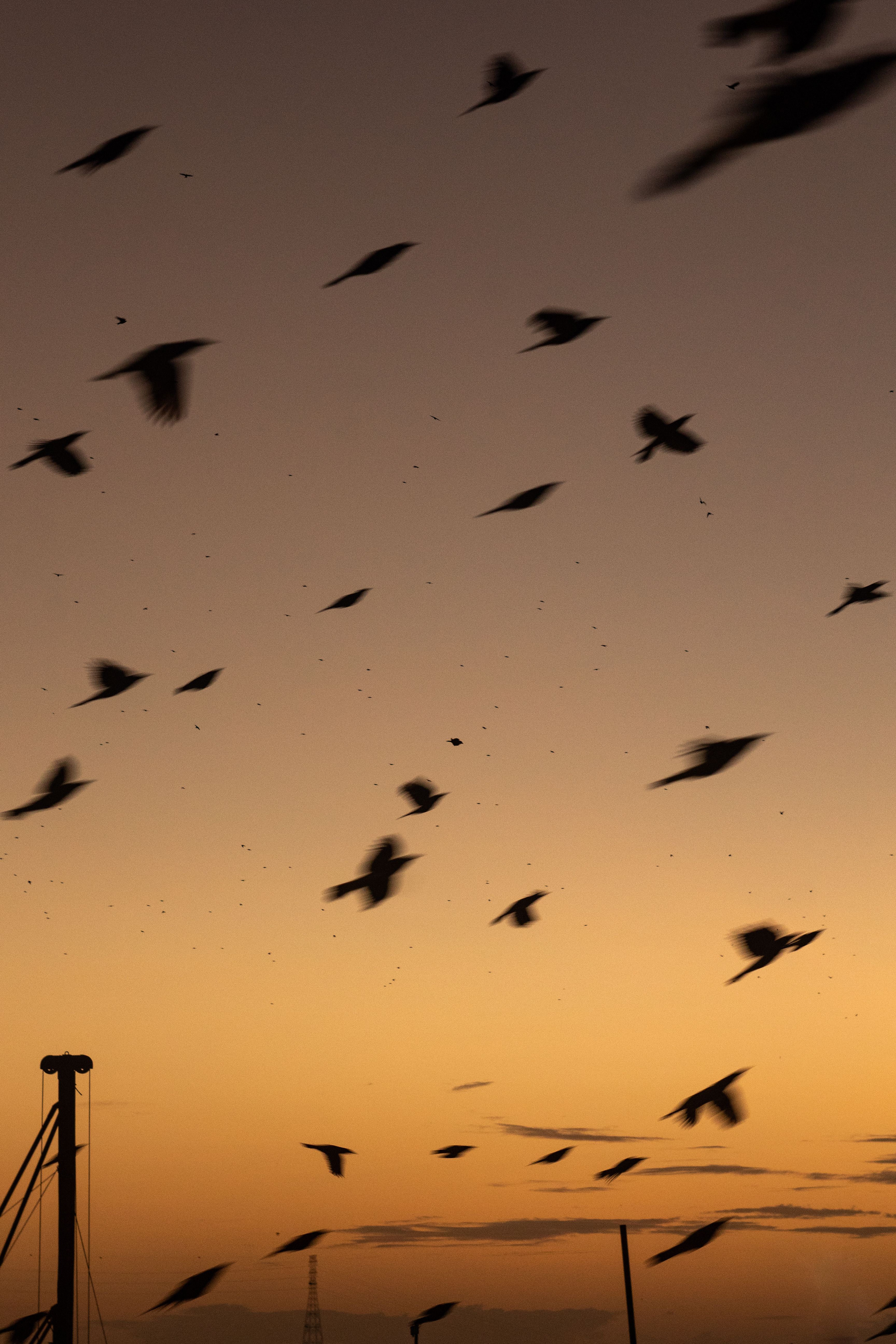 Uccelli in volo — metafora della libertà e del cambiamento